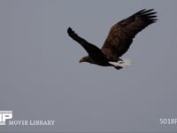 オジロワシの飛翔（スローモーション） 尾白鷲、ワシ、鷲、猛禽、飛翔、HD