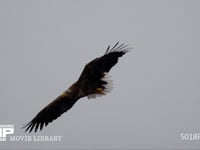 オジロワシの狩り（スローモーション） 尾白鷲、ワシ、鷲、猛禽、飛翔、急降下、HD
