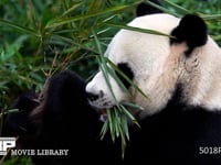 竹を食べるジャイアントパンダ（スローモーション） 食事、顔、歯、クローズアップ、HD