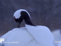 タンチョウの羽づくろい（スローモーション） 丹頂、ツル、鶴、降雪、HD