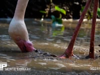 オオフラミンゴの食事（スローモーション） 水場、足踏み、濾しとり、くちばし、HD