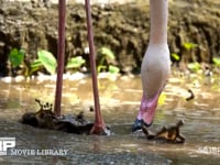 オオフラミンゴの食事（スローモーション） 水場、足踏み、濾しとり、くちばし、HD