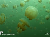 ジェリーフィッシュレイクのゴールデンジェリー クラゲ、海月、水母、群れ、光合成