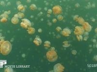 ジェリーフィッシュレイクのゴールデンジェリー クラゲ、海月、水母、刺胞動物、群れ、光合成