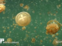 ジェリーフィッシュレイクのゴールデンジェリー クラゲ、海月、水母、群れ、光合成
