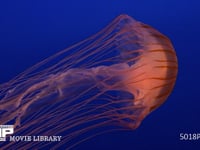 アカクラゲ 水母、海月、浮遊、刺胞動物、触手、有毒