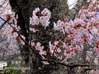 吉野のサクラ ソメイヨシノ、染井吉野