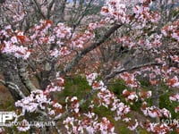 吉野のサクラ ソメイヨシノ、染井吉野