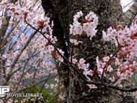 吉野のサクラ ソメイヨシノ、染井吉野