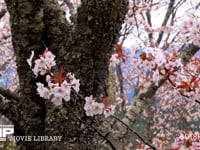 吉野のサクラ ソメイヨシノ、染井吉野