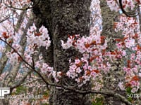 吉野のサクラ ソメイヨシノ、染井吉野