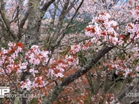 吉野のサクラ ソメイヨシノ、染井吉野