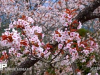 吉野のサクラ ソメイヨシノ、染井吉野