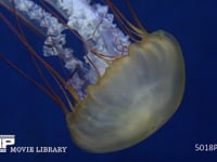 パシフィックシーネットル クラゲ、水母、海月、浮遊、刺胞動物、触手、有毒