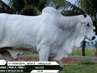 Lote 20