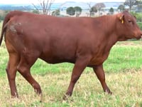 Lote 49