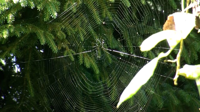 Teia De Aranha Pinheiro Web Free Video On Pixabay Pixabay