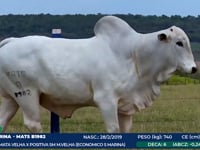 Lote 189