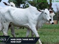 Lote 49