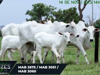 Lote 34