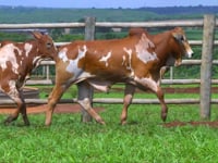 Lote 167