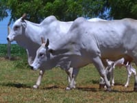 Lote 429