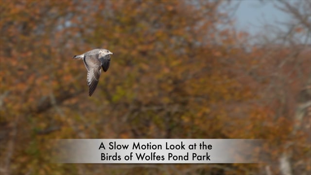 Slow Motion Look at the Birds of Wolfes Pond Park