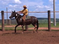 Lote 100