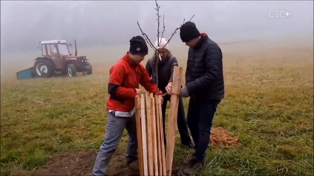 ÖSTERREICH: Zweitausend Setzlinge für den trockenen Wald(3:45) on Vimeo