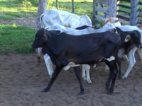 Lote 04