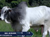 Lote 31