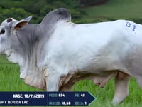 Lote 81
