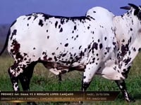 Lote 32