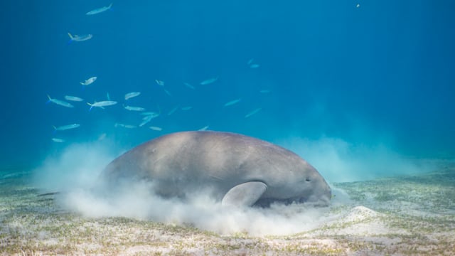 Dugong in the Red Sea