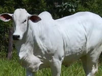 Lote 134