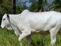 Lote 161