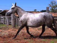 Lote 12