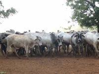 Lote 26