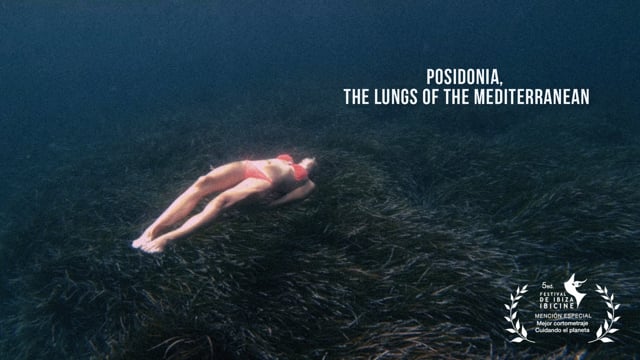 Posidonia, the lungs of the Mediterranean 