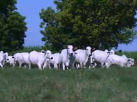 Geral Vacas Safra 2019 (Super-precoces) paridas e prenhes