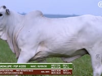 Lote 23