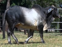 Lote 12