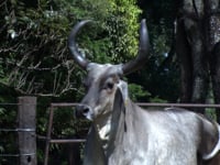 Lote 39
