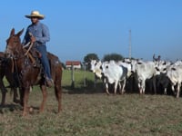 GERAL VACAS PARIDAS