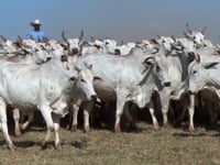 GERAL VACAS SOLTEIRAS 02