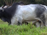 Lote 63