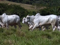Lote 105