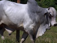 Lote 48