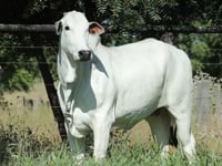 Lote 26