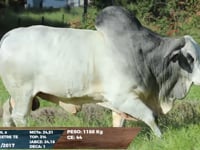 Lote 01
